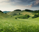 Природный пейзаж: зеленая поляна
